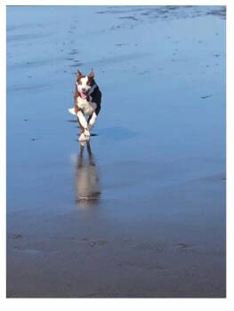 Rescue Border Collie Dogs for Adoption in Bend, Oregon - Rowdy | PetCurious