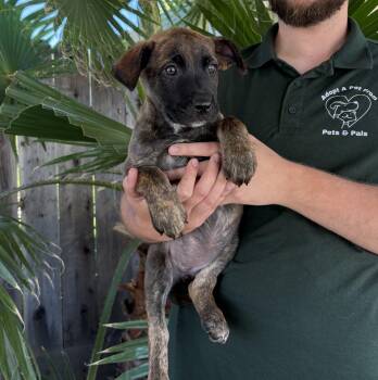 Macchi -  Black Labrador Retriever and Shepherd Dog for Adoption in Lathrop, California - Macchi | PetCurious
