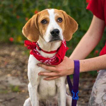 Rescue Hound Dogs for Adoption in Kyle, Texas - PUCK | PetCurious
