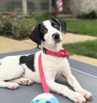Guinness -  Beagle Dog for Adoption in Irwin, Pennsylvania - Guinness | PetCurious