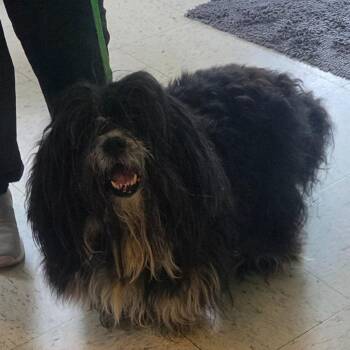 Minnie -  Shih Tzu Dog for Adoption in Hardeeville, South Carolina - Minnie | PetCurious