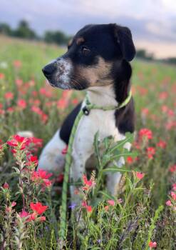 Terrier and Hound Dogs Available for Adoption in Sadler, Texas - Mia  | PetCurious