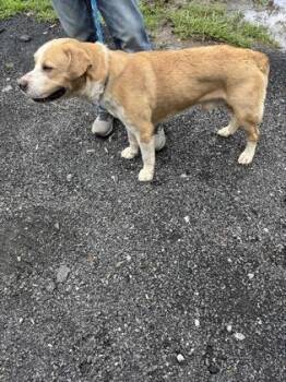 Liam 825-26 -  Labrador Retriever and Mixed Breed Dog for Adoption in Cumming, Georgia - Liam 825-26 | PetCurious