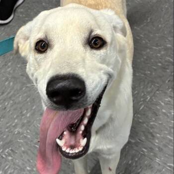 Baxter -  Yellow Labrador Retriever and Mixed Breed Dog for Adoption in Burlington, Ontario - Baxter | PetCurious
