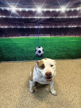 MAGIC -  American Bulldog Dog for Adoption in Doral, Florida - MAGIC | PetCurious