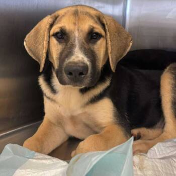 Rescue Mixed Breed Dogs for Adoption in Bastrop, Texas - Maki 25-08-014 | PetCurious