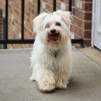 Ollie -  Maltese and Shih Tzu Dog for Adoption in Toms Brook, Virginia - Ollie | PetCurious