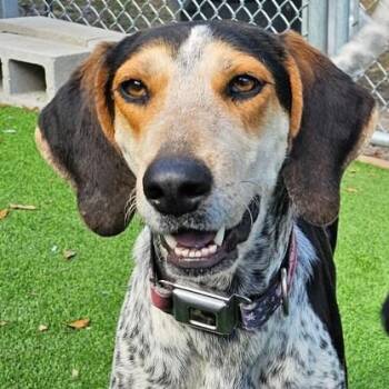 Bluetick Coonhound Dogs Available for Adoption in Fernandina Beach, Florida - BO | PetCurious