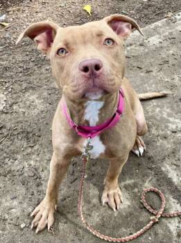 Rescue Mixed Breed Dogs for Adoption in Cincinnati, Ohio - Power Run | PetCurious