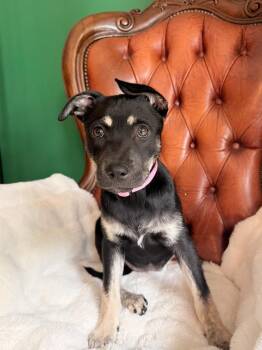 Mable -  German Shepherd Dog and Mixed Breed Dog for Adoption in Indian Springs Village, Alabama - Mable | PetCurious