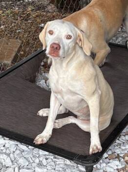 Blondie -  Labrador Retriever Dog for Adoption in Cairo, Georgia - Blondie | PetCurious