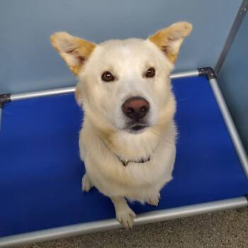 Rescue Husky and Mixed Breed Dogs for Adoption in Detroit Lakes, Minnesota - Biscuit | PetCurious