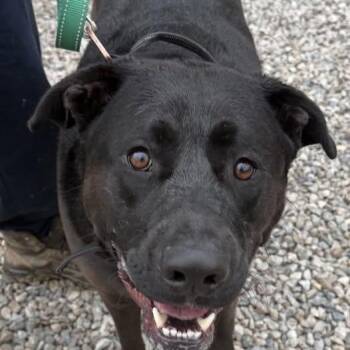 Labrador Retriever Dogs Available for Adoption in Warren, Ohio - Spade | PetCurious