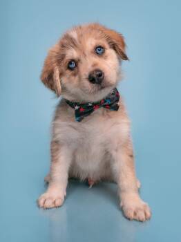 Date: Only Farmers -  Australian Shepherd and Great Dane Dog for Adoption in Palo Alto, California - Date: Only Farmers | PetCurious