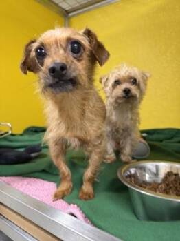 JUNIOR -  Yorkshire Terrier and Mixed Breed Dog for Adoption - JUNIOR | PetCurious