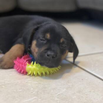 Phoebe -  German Shepherd Dog and Labrador Retriever Dog for Adoption in Poinciana, Florida - Phoebe | PetCurious