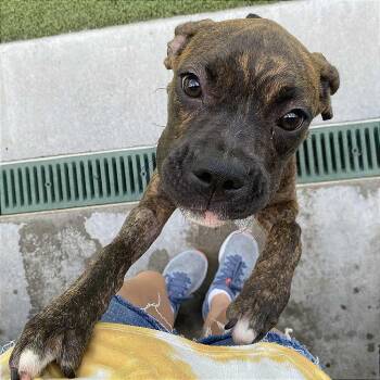 Rescue Boxer Dogs for Adoption in Hannibal, Missouri - July | PetCurious