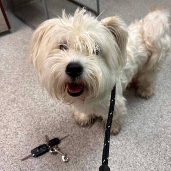 Snowball Sara OS NV -  Maltese and Mixed Breed Dog for Adoption in Las Vegas, Nevada - Snowball Sara OS NV | PetCurious