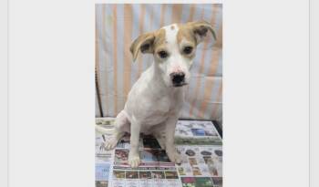Sweetie -  Hound and Terrier Dog Available for Adoption in Willingboro, New Jersey - Sweetie | PetCurious