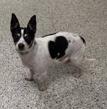 Arthur -  Mixed Breed Dog for Adoption in Kansas City, Missouri - Arthur | PetCurious