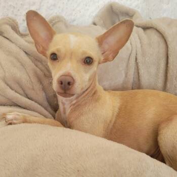 Rescue Chihuahua Dogs for Adoption in Sherwood, Oregon - Bianca | PetCurious