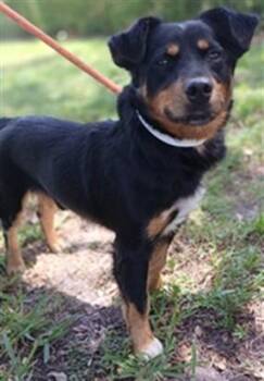RODDY -  Rottweiler and Cardigan Welsh Corgi Dog for Adoption in Fort Lauderdale, Florida - RODDY | PetCurious