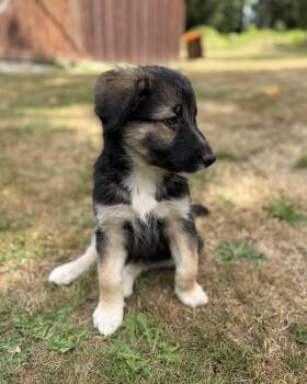 Ashley -  Border Collie and Australian Cattle Dog Blue Heeler Dog for Adoption in Bend, Oregon - Ashley | PetCurious