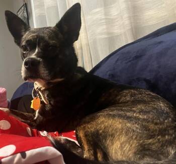 SKIPPER -  Terrier and Mixed Breed Dog for Adoption in Oklahoma City, Oklahoma - SKIPPER | PetCurious