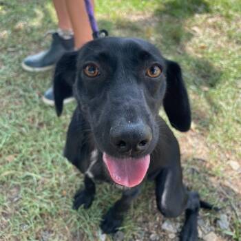Wayne -  Labrador Retriever Dog for Adoption in Columbia, South Carolina - Wayne | PetCurious