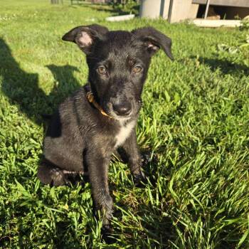 Polenta -  Mixed Breed Dog for Adoption in Buffalo, Minnesota - Polenta | PetCurious