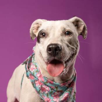 Waffle House -  Labrador Retriever and Mixed Breed Dog for Adoption in Atlanta, Georgia - Waffle House | PetCurious