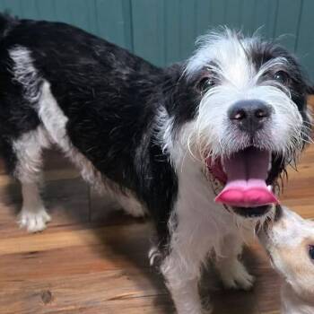 Levi -  Terrier Dog for Adoption in Greece, New York - Levi | PetCurious