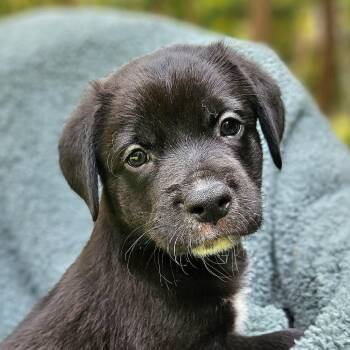 Selena Pup Isaac -  Mixed Breed Dog for Adoption in Fairfax Station, Virginia - Selena Pup Isaac | PetCurious