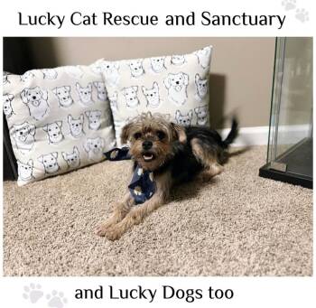 Rescue Yorkshire Terrier Dogs for Adoption in Auburn, Georgia - Mitzi | PetCurious