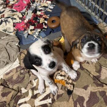 Kirk -  Australian Cattle Dog Blue Heeler and Border Collie Dog for Adoption in Minneapolis, Minnesota - Kirk | PetCurious