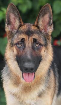 Lulu von Leinatal -  German Shepherd Dog Dog for Adoption in Los Angeles, California - Lulu Von Leinatal | PetCurious