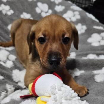 Bamm Bamm -  Mixed Breed Dog for Adoption in Myrtle Beach, South Carolina - Bamm Bamm | PetCurious