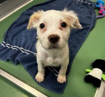 Ketchup -  Mixed Breed Dog for Adoption in Westland, Michigan - Ketchup | PetCurious