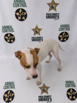 BOWSER -  Labrador Retriever Dog for Adoption in Winter Haven, Florida - BOWSER | PetCurious
