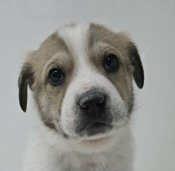 Great Pyrenees Dogs Available for Adoption - Pericles | PetCurious