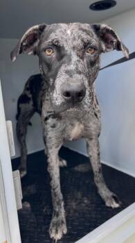 Meridian -  Catahoula Leopard Dog Dog for Adoption in Albany, Georgia - Meridian | PetCurious