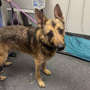 Roper -  Mixed Breed Dog for Adoption in Columbiana, Alabama - Roper | PetCurious