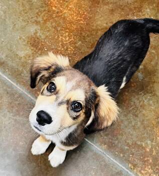 Pine -  Australian Shepherd Dog for Adoption in Council Bluffs, Iowa - Pine | PetCurious