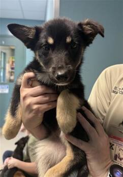 Husky and Mixed Breed Dogs Available for Adoption in Newton, North Carolina - HEART | PetCurious