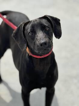 Terrier Dogs Available for Adoption - Zuri | PetCurious