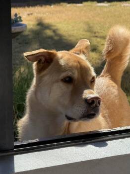 ROBIN -  Golden Retriever and Labrador Retriever Dog for Adoption in Chandler, Arizona - ROBIN | PetCurious