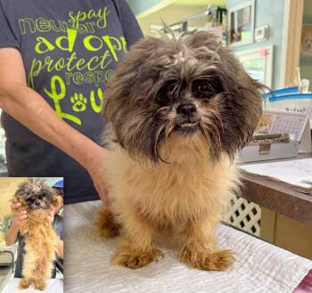 Lhasa Apso Dogs Available for Adoption - Kerfuffle (NOT YET AVAILABLE) | PetCurious