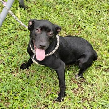 Labrador Retriever Dogs Available for Adoption in Corsicana, Texas - Demetri P46331 | PetCurious