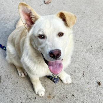 Mixed Breed Dogs Available for Adoption in Buffalo, Minnesota - Clancy | PetCurious