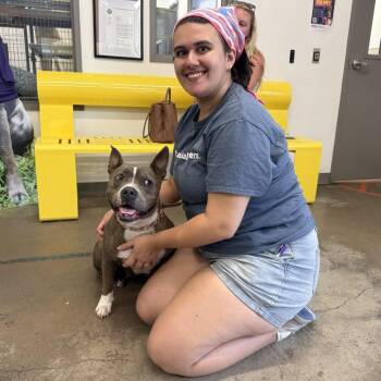 Lilbeth -  Mixed Breed Dog for Adoption in Houston, Texas - Lilbeth | PetCurious